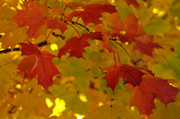 leaves.jpg